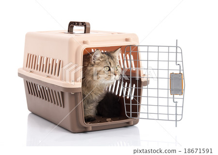 cat ponibcctyc vk pet carrier isolated  18671591