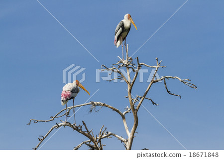 Painted Stork 18671848