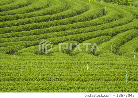 Tea Plantation Tea Plantation 18672042