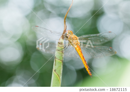 Dragonfly on leaf Dragonfly on leaf 18672115