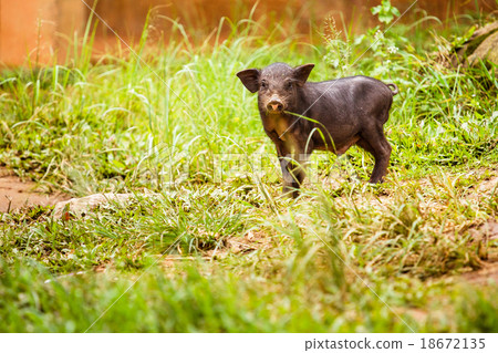 Black Pig in the backyard. 18672135