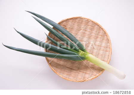 Shimoda Negi Shimoda Negi 18672858