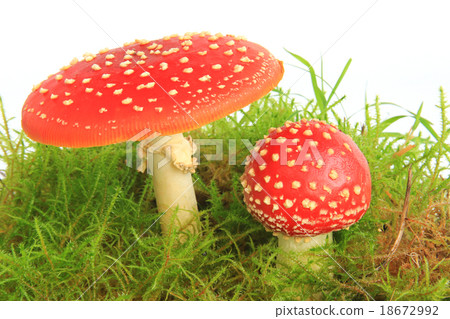 Fly agaric mushrooms (Amanita muscaria) 18672992