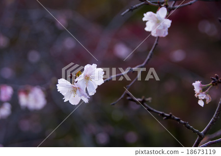 Constant cherry blossoms 18673119