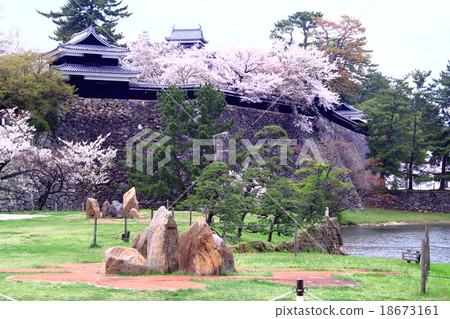 Cherry blossoms blooming in Matsue Castle (Matsue city, Shimane prefecture) 18673161