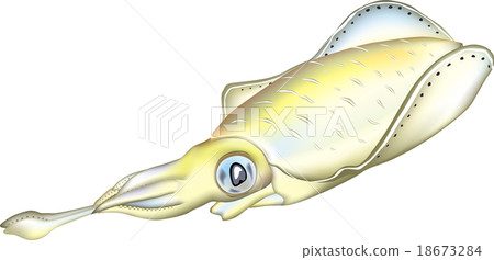 Freshwater fish (vector Ai) 18673284