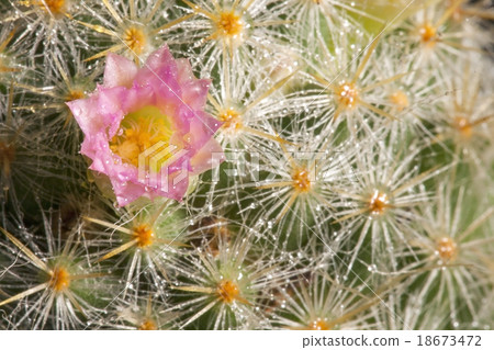 cactus 18673472