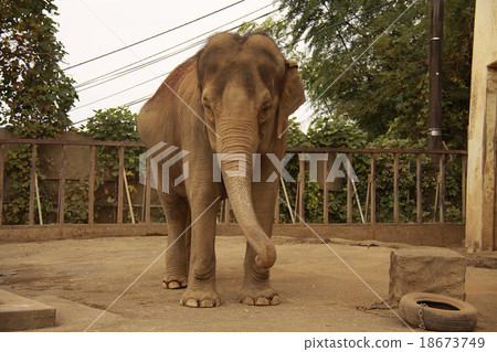 Asian elephant 18673749