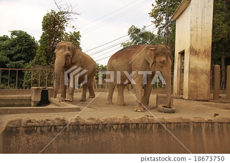 Asian elephant 18673750
