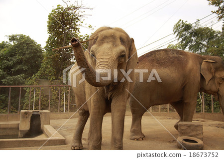 Asian elephant angry 18673752