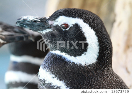 Magellan penguin Magellan penguin 18673759
