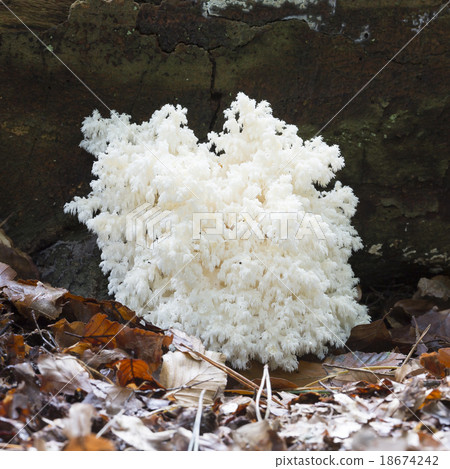 Coral spine fungus (Hericium coralloides) 18674242