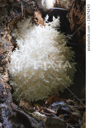 Coral spine fungus (Hericium coralloides) Coral spine fungus (Hericium coralloides) 18674243