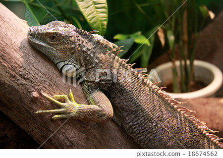 Green iguana 18674562