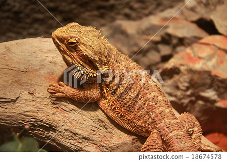 箍鬍子蜥蜴 箍鬍子蜥蜴 18674578