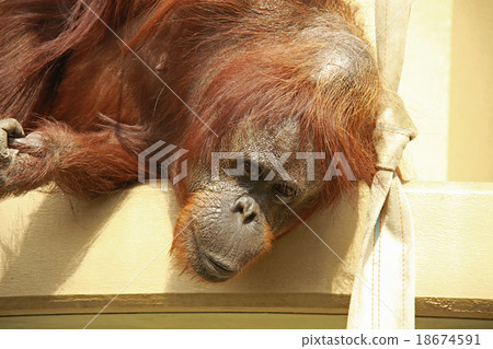 Orangutan Orangutan 18674591