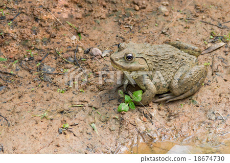 Common brown Thai frog in farm, Thailand Common brown Thai frog in farm, Thailand 18674730