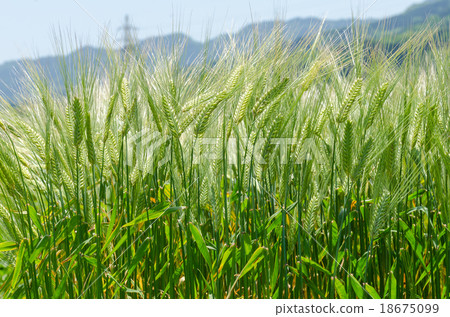 Background image of green barley field Background image of green barley field 18675099