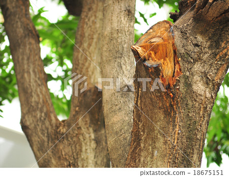 Cut tree 18675151