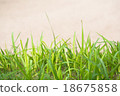 grass background 18675858