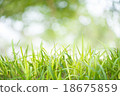 grass background 18675859