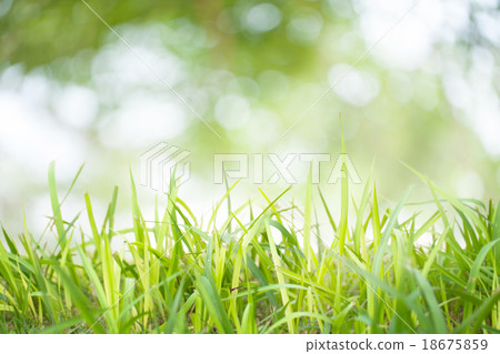 grass background grass background 18675859