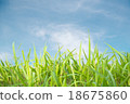 grass background 18675860