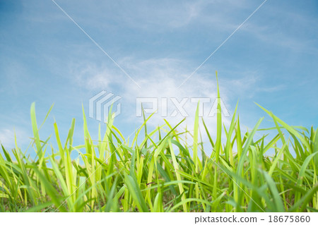 grass background grass background 18675860