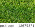 green grass background 18675871
