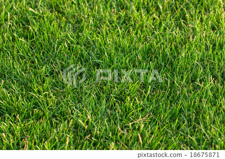 green grass background green grass background 18675871