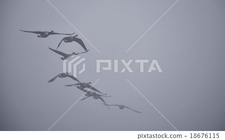 Canadian Geese flying in heavy fog. 18676115