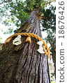 Yuki Shrine的Oosugi 18676426