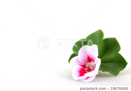 Pelargonium Pelargonium 18676688