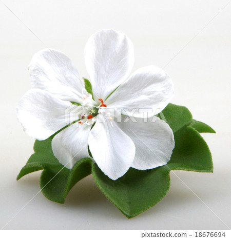 Pelargonium Pelargonium 18676694