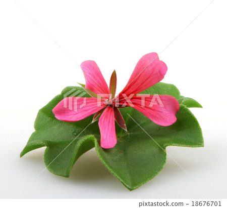 Pelargonium 18676701