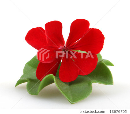 Pelargonium Pelargonium 18676705