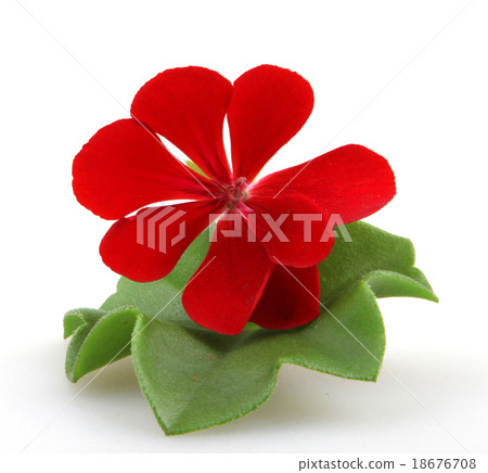 Pelargonium Pelargonium 18676708