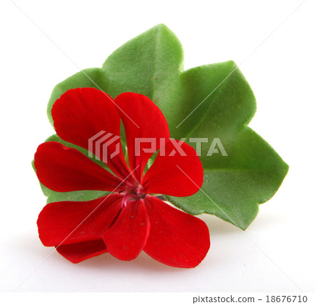 Pelargonium Pelargonium 18676710