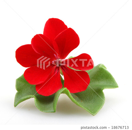 Pelargonium Pelargonium 18676713