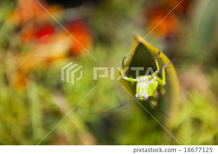 Grasshopper on a leaf Grasshopper on a leaf 18677125