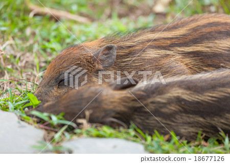 Baby wild boars sleeping on grass 18677126