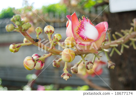 Canonball flower Canonball flower 18677174
