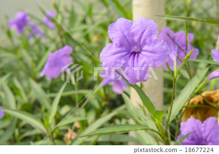 Purple ruellia squarrosa 18677224