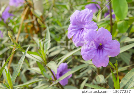 Purple ruellia squarrosa 18677227