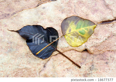 Two rotten leaf fall on granite stone ground Two rotten leaf fall on granite stone ground 18677377
