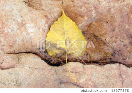Leaf fall on granite stone ground background Leaf fall on granite stone ground background 18677378