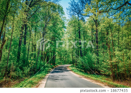 Good Asphalt Forest Road In Sunny Summer Day. Lane Good Asphalt Forest Road In Sunny Summer Day. Lane 18677435