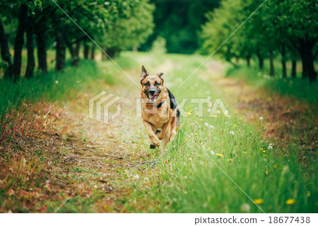 German Shepherd Stick Chewing Outdoor 18677438