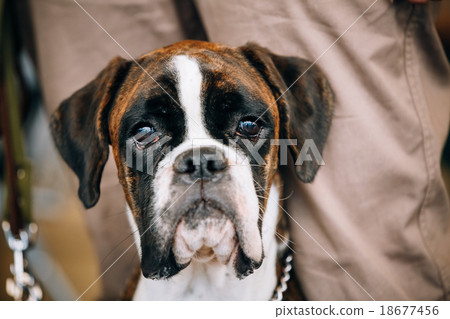 Boxer Dog Sitting near Owner 18677456