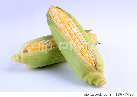 Organic fresh corns isolated on white background Organic fresh corns isolated on white background 18677486